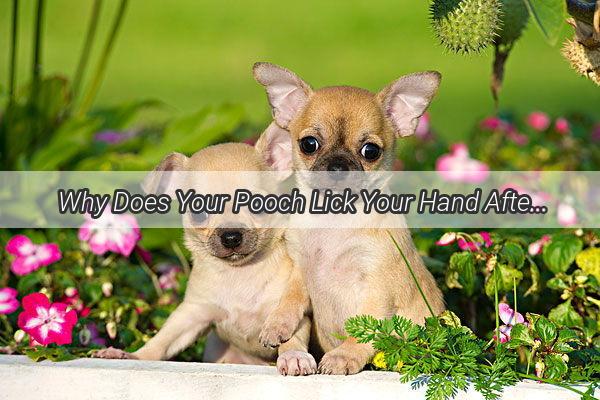 Why Does Your Pooch Lick Your Hand After a Nose Scratch Unveiling the Curious Canine Habit